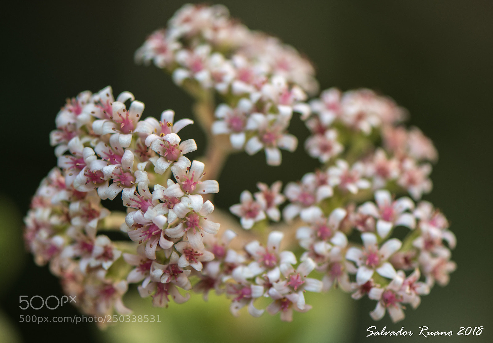 Nikon D7500 sample photo. Florecillas cactus photography