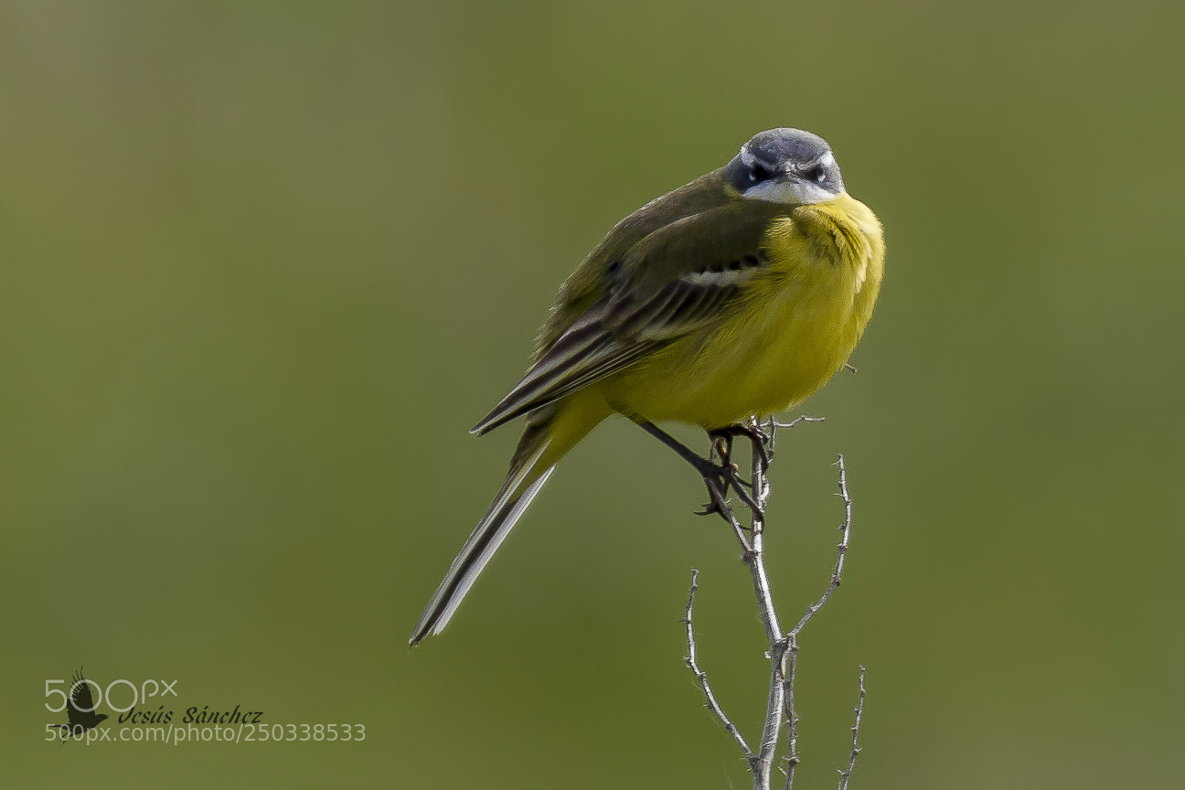 Canon EOS 7D sample photo. Lavandera boyera (motacilla flava) photography