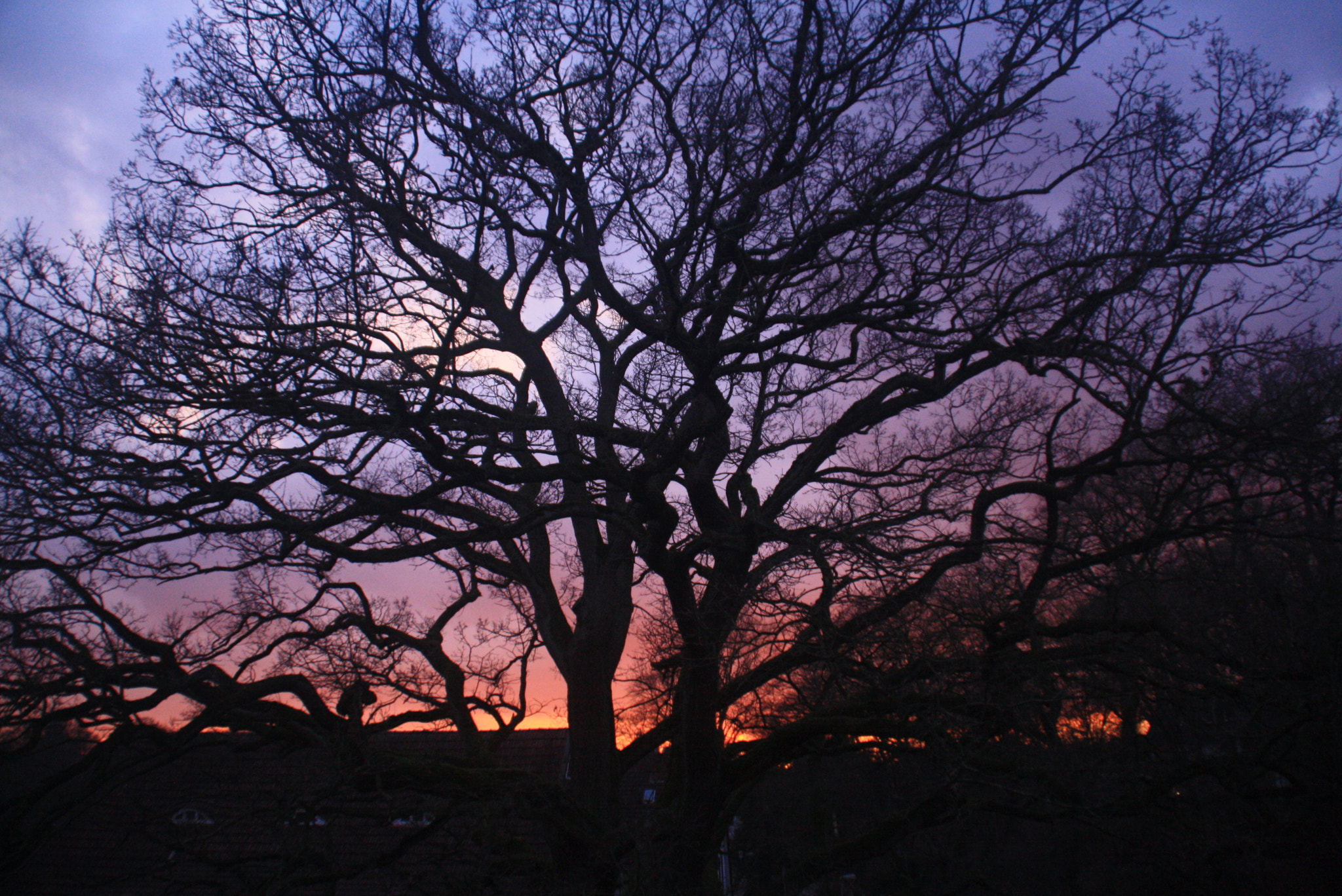 Canon EOS 1000D (EOS Digital Rebel XS / EOS Kiss F) sample photo. Tree photography