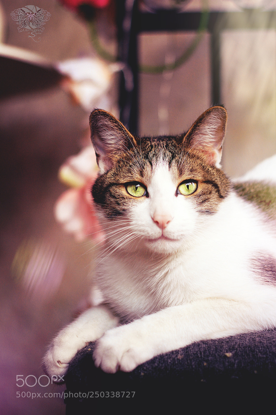 Canon EOS 7D sample photo. A r i a ? photography