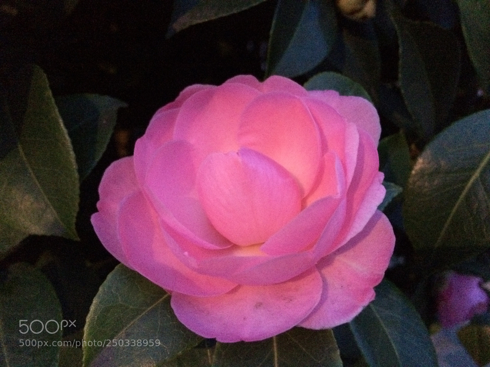 Apple iPhone 5s sample photo. Pink photography