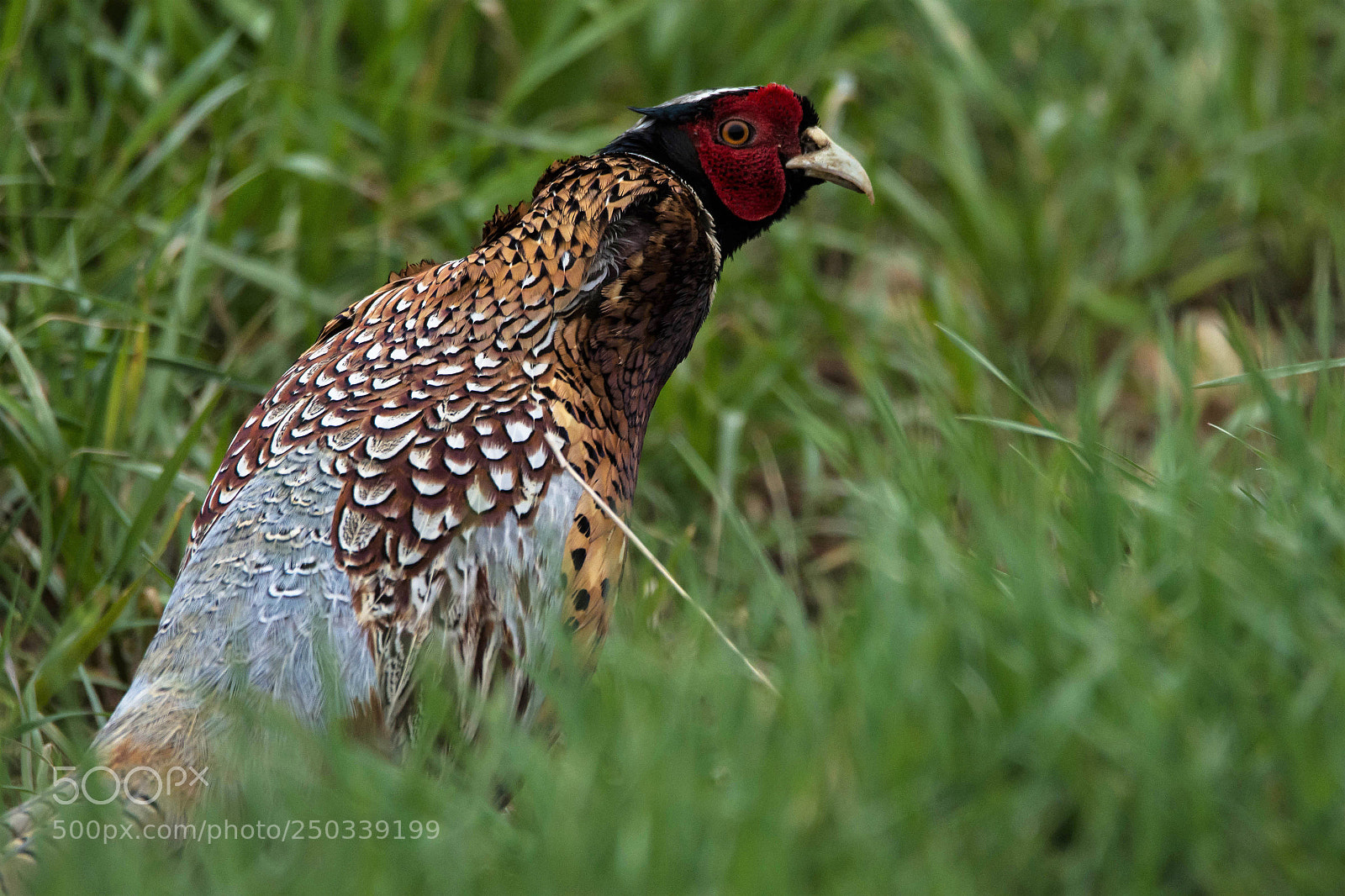 Nikon D7200 sample photo. Male pheasant in normandy photography