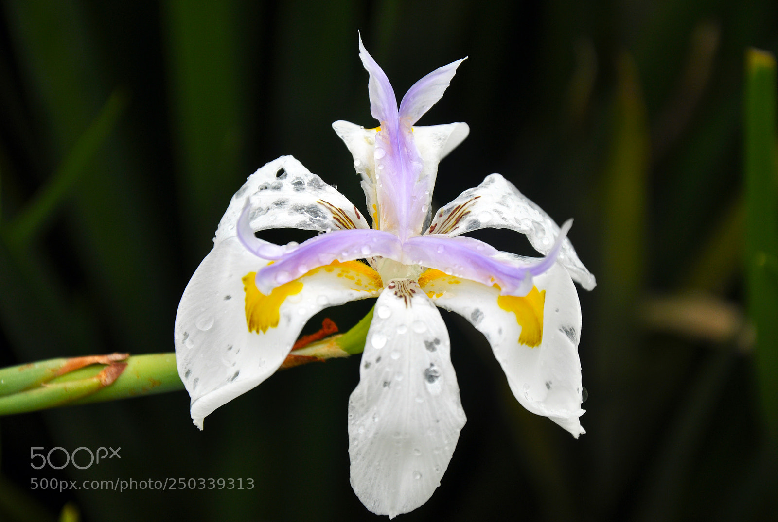 Nikon D90 sample photo. Flower photography