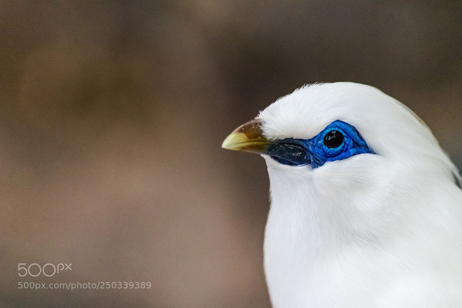 Canon EOS 80D sample photo. Bali starling bird photography