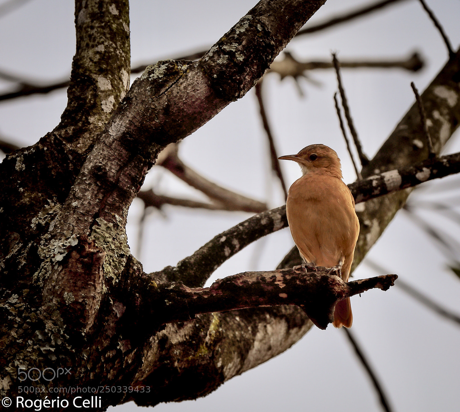 Canon EOS 5D Mark IV sample photo. Nature vibes | birds photography