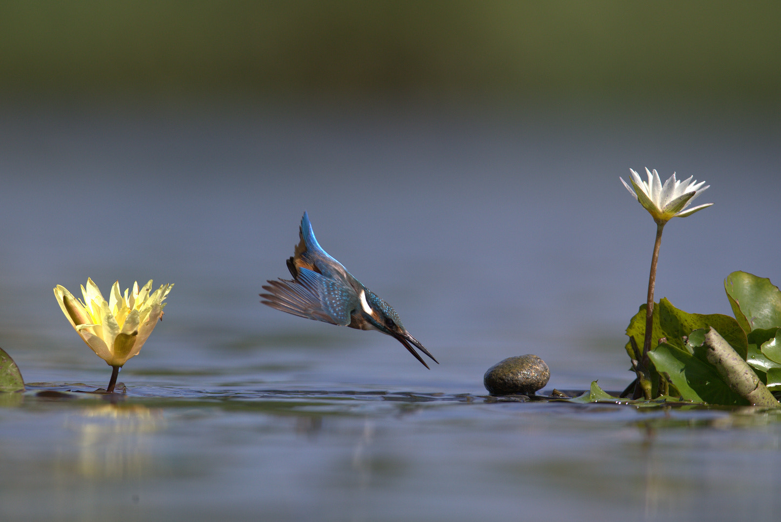 Canon EF 600mm f/4L IS sample photo. 물총새 photography