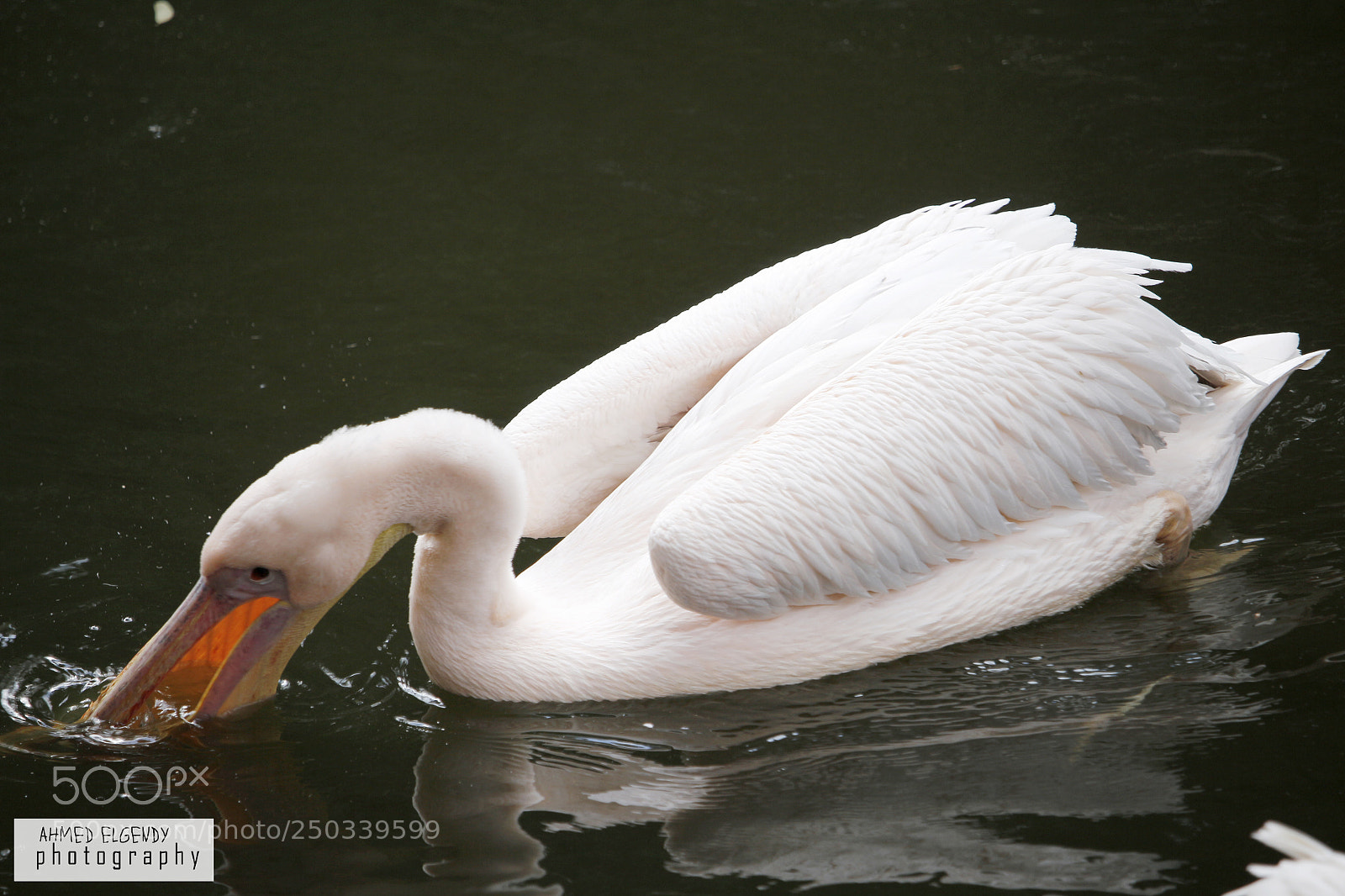 Canon EOS 700D (EOS Rebel T5i / EOS Kiss X7i) sample photo. Untitled photography