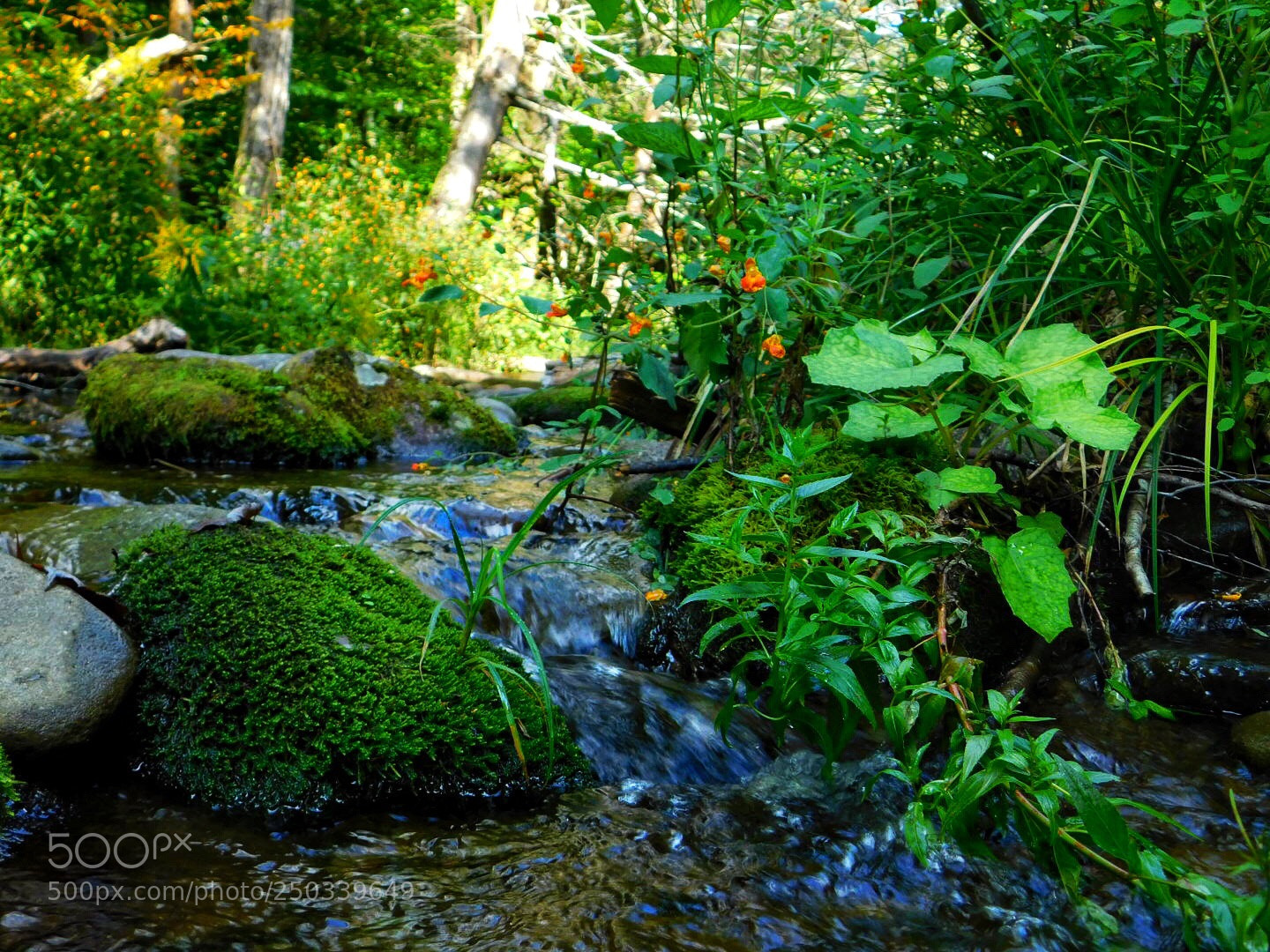 Nikon Coolpix B500 sample photo. Remembering summer photography