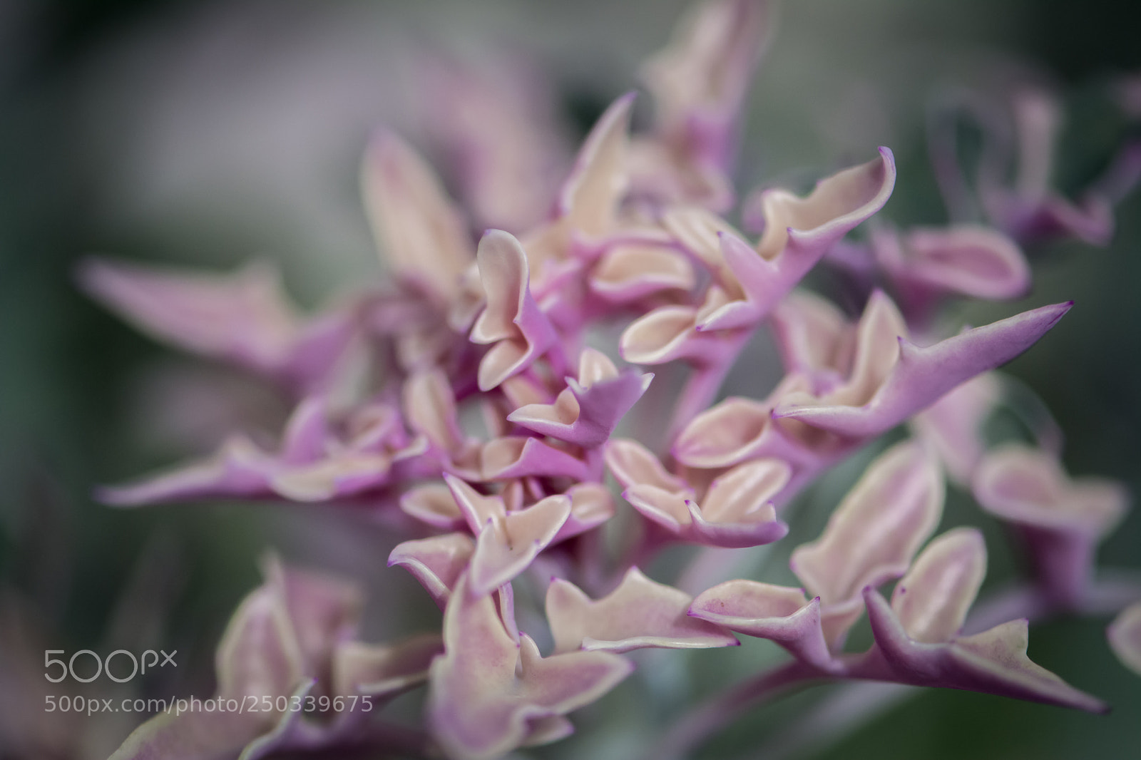 Nikon D5200 sample photo. Think pink photography