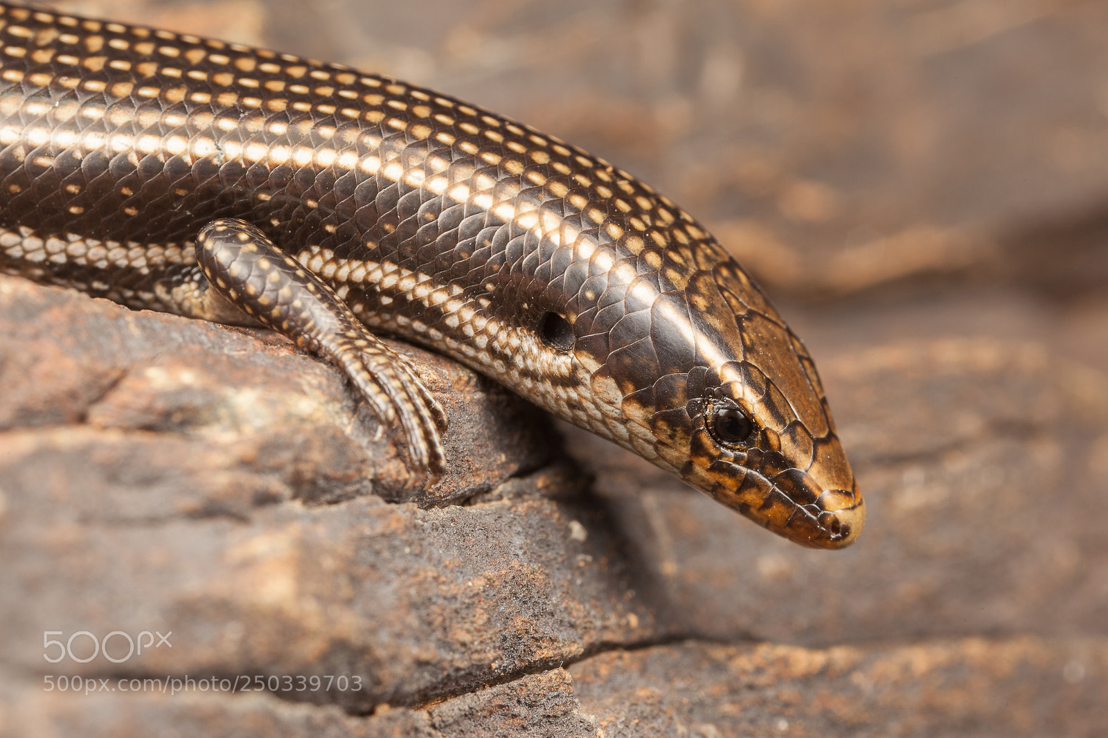 Canon EOS 5D Mark II sample photo. Chalcides sexlineatus photography