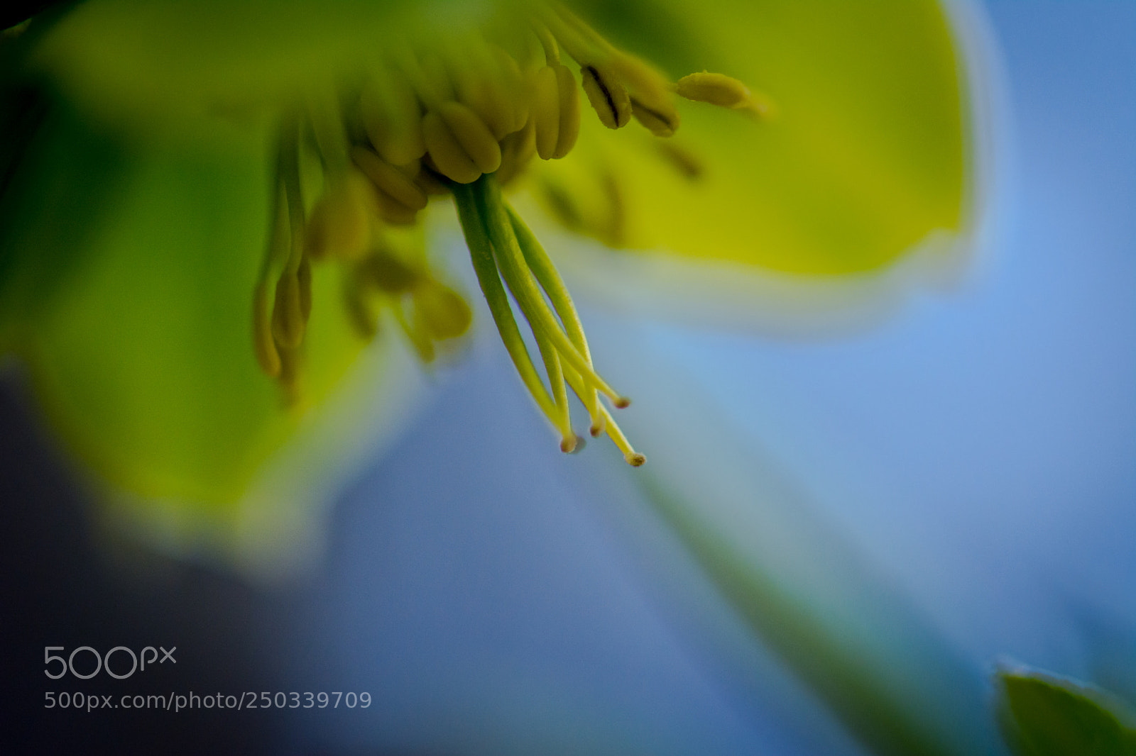 Nikon D5200 sample photo. Helleborus photography