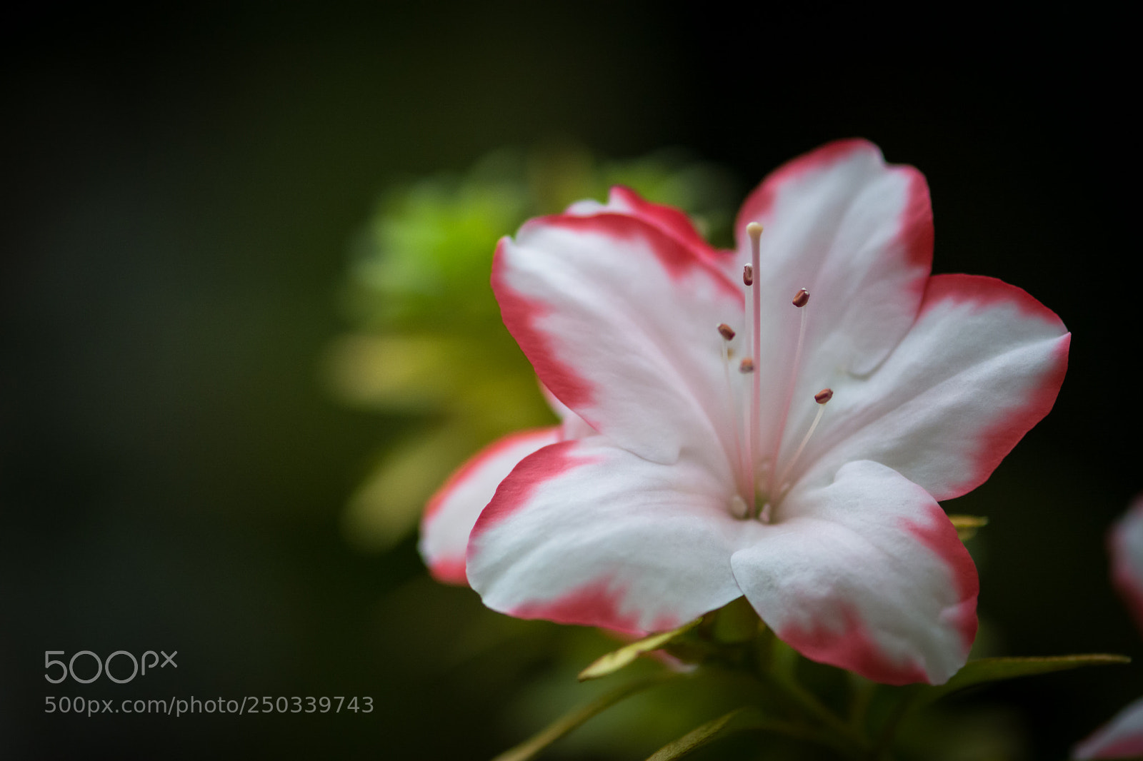 Nikon D5200 sample photo. Azalia photography