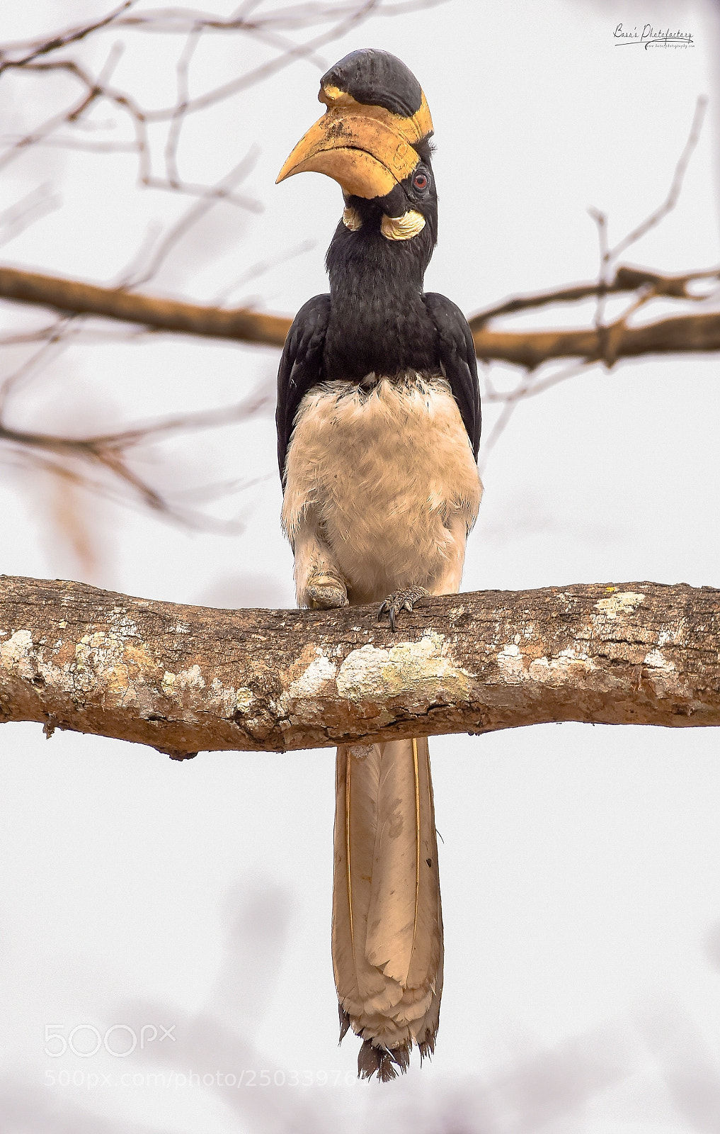 Nikon D810 sample photo. The thoughtful one -malabar photography