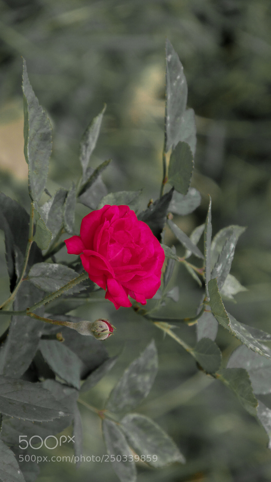 Canon PowerShot SX170 IS sample photo. Untitled photography