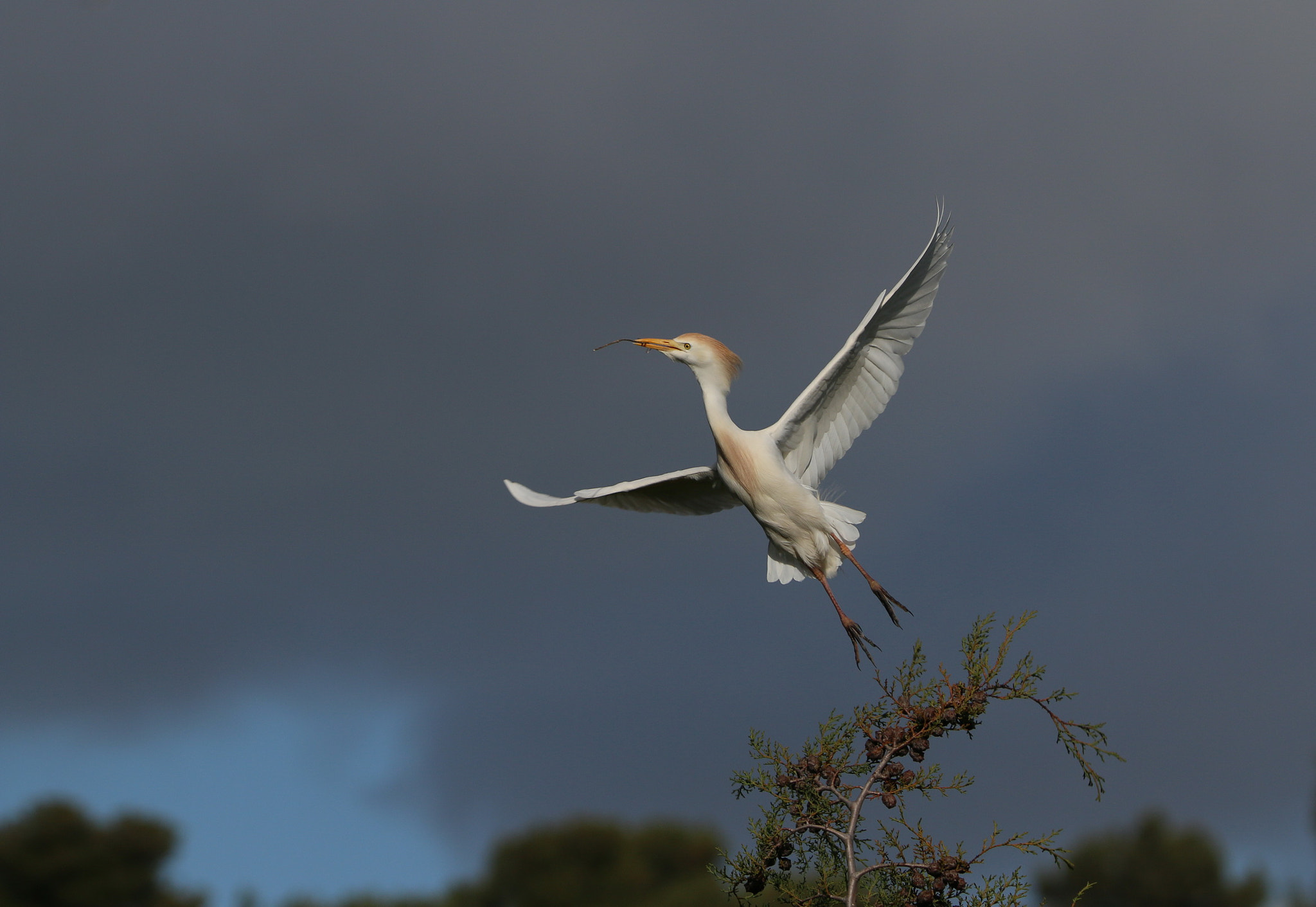 Canon EOS 70D sample photo. Garça boieira (bubulcus ibis) cattle egret () photography