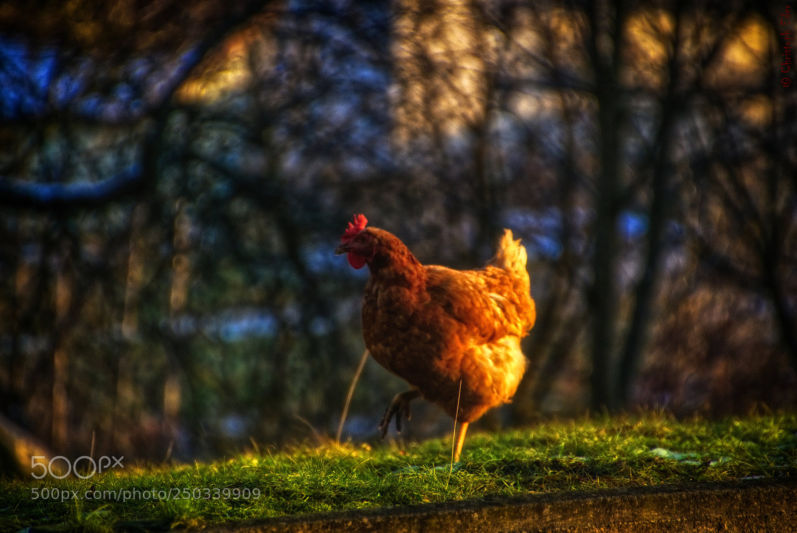 Sony a6000 sample photo. Just another chicken photography