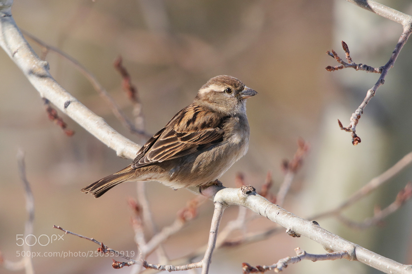 Canon EOS 80D sample photo. Female house sparrow photography