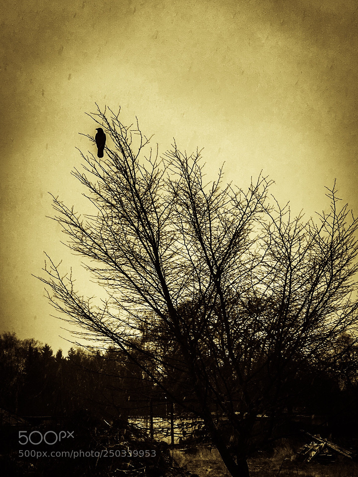 Apple iPhone SE sample photo. The crow photography