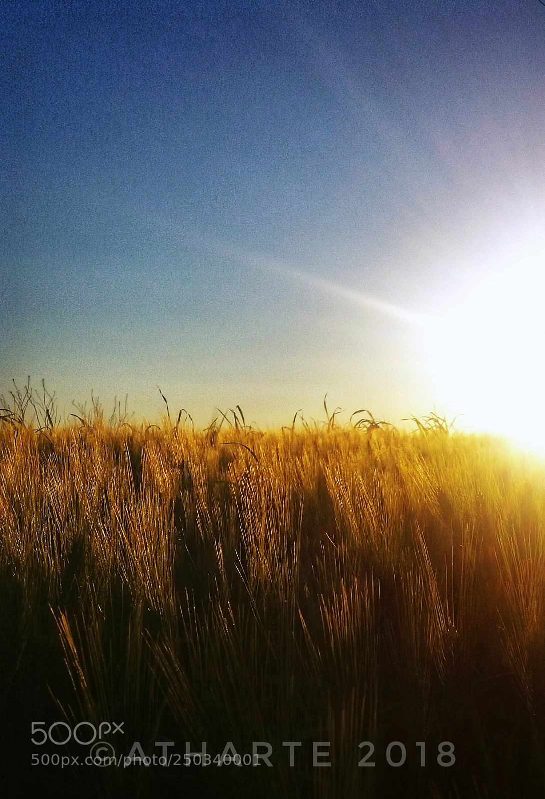 Samsung Galaxy J5(2016) sample photo. Atardecer en el trigal photography