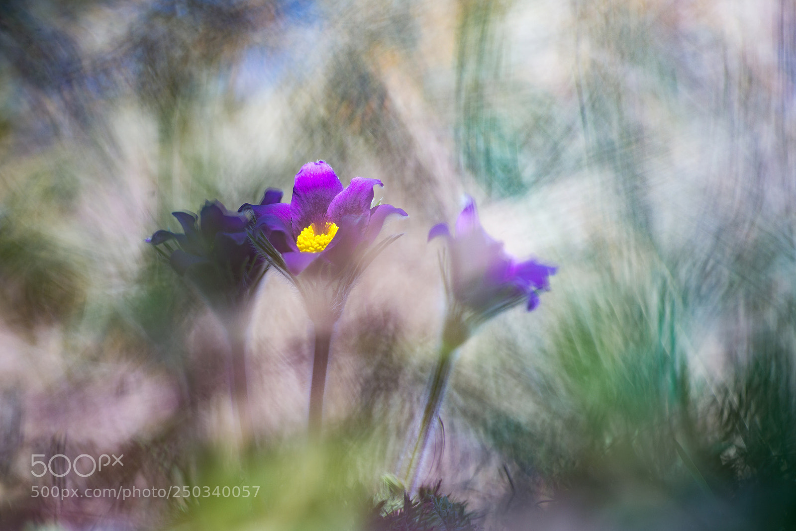 Nikon D610 sample photo. Anémone pulsatille photography