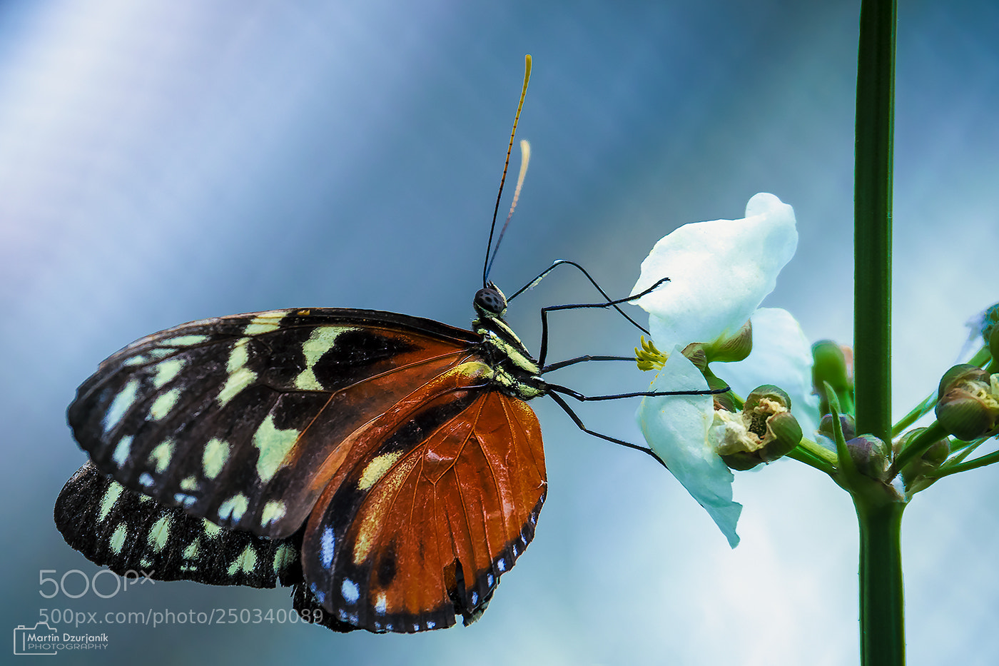 Olympus OM-D E-M5 II sample photo. Tropical butterfly photography