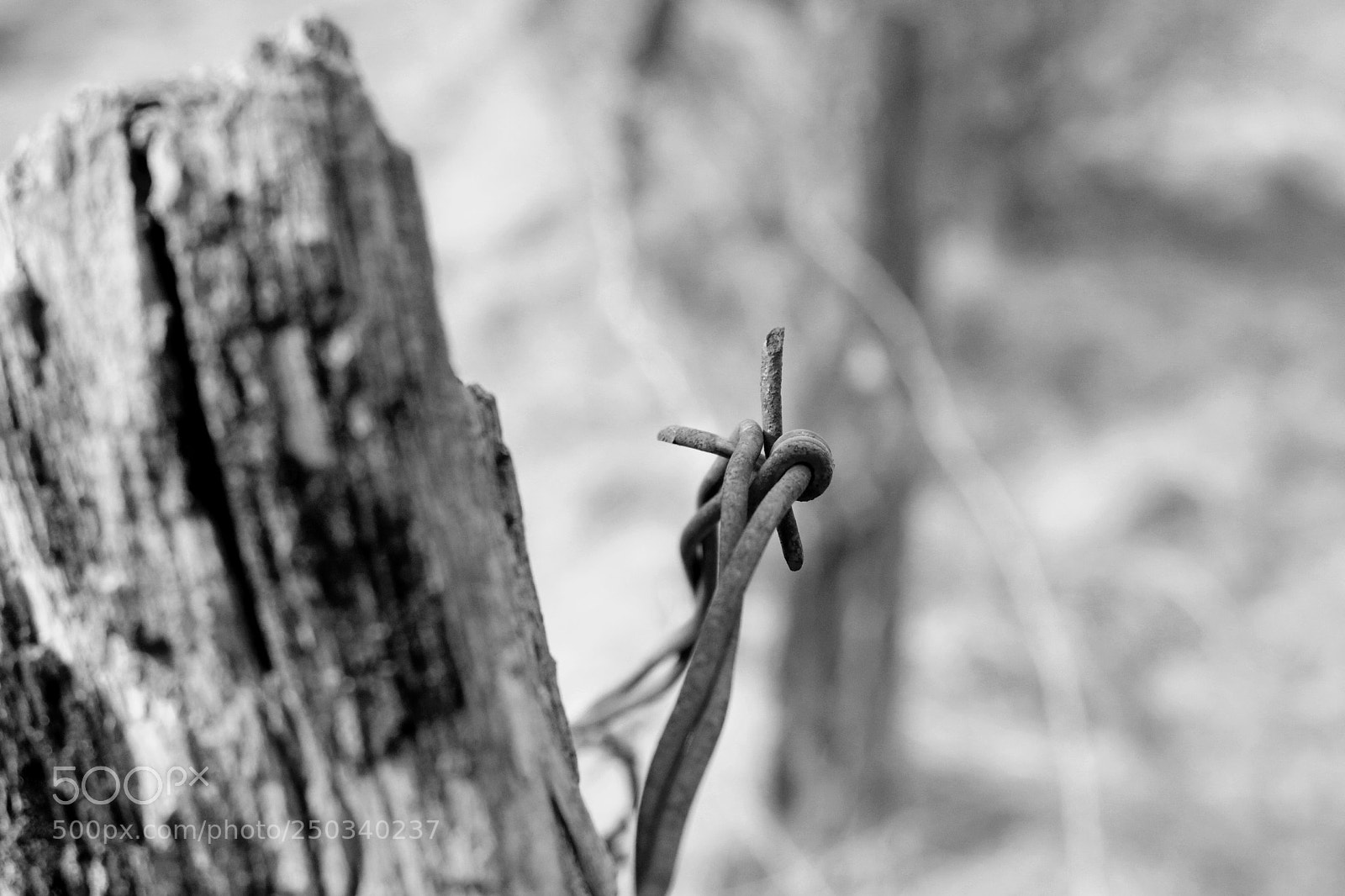 Canon EOS 80D sample photo. Untitled photography