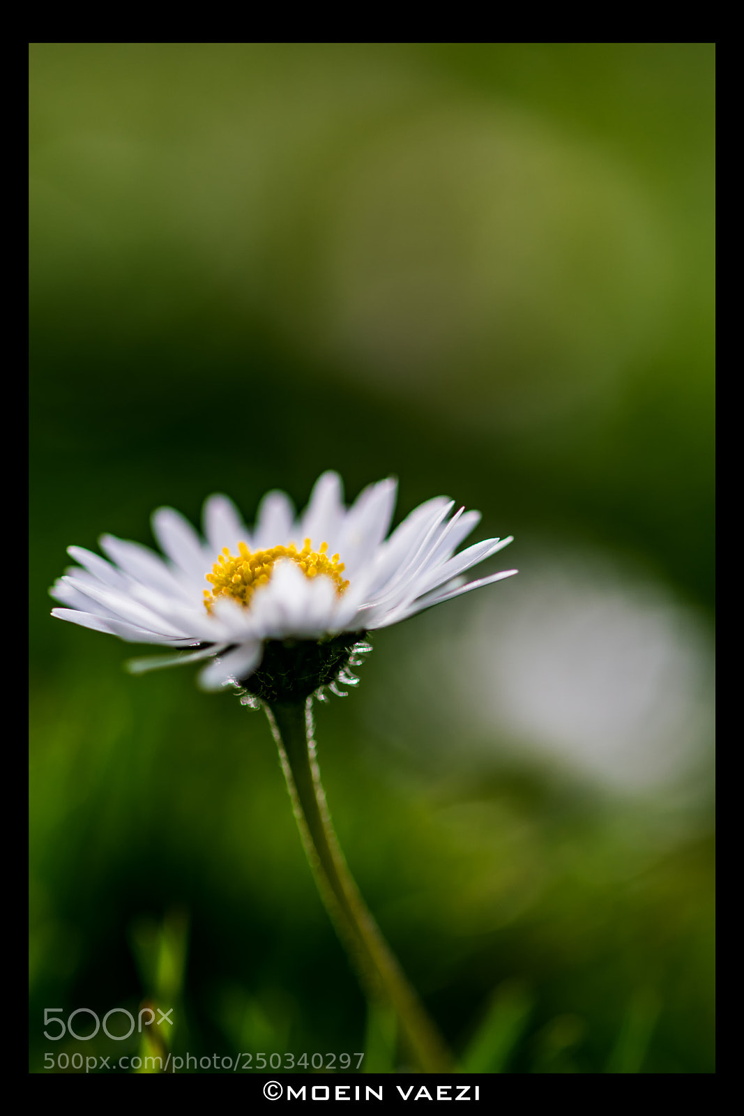 Nikon D7100 sample photo. Spring flower photography