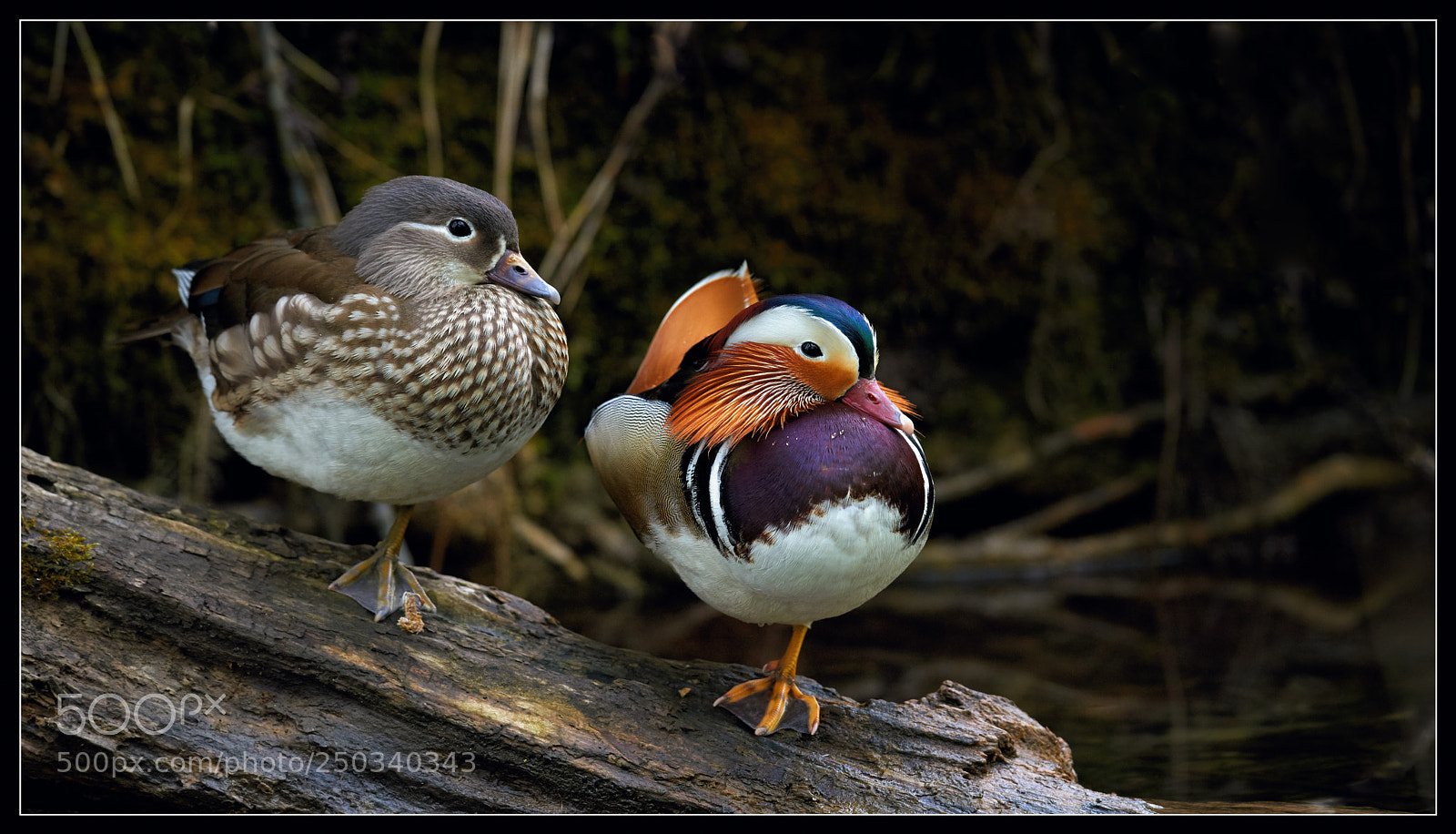 Nikon D810 sample photo. Mandarins en couple photography