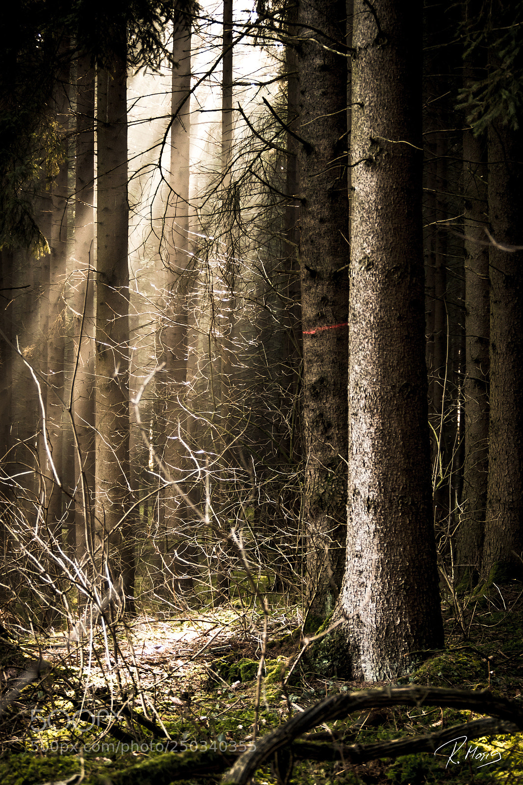 Olympus PEN E-PL7 sample photo. Wald photography