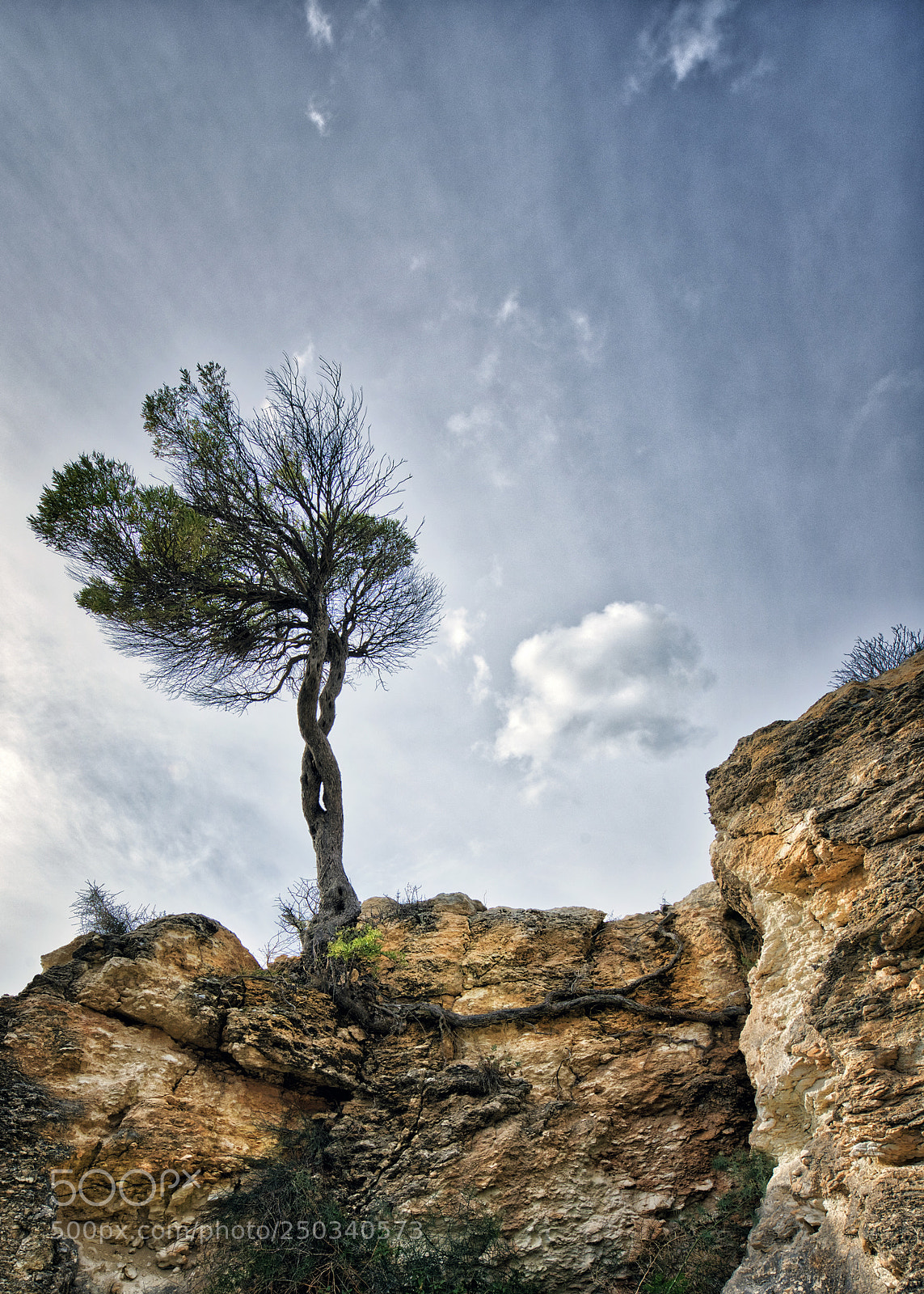 Nikon D800 sample photo. Struggle for survival photography