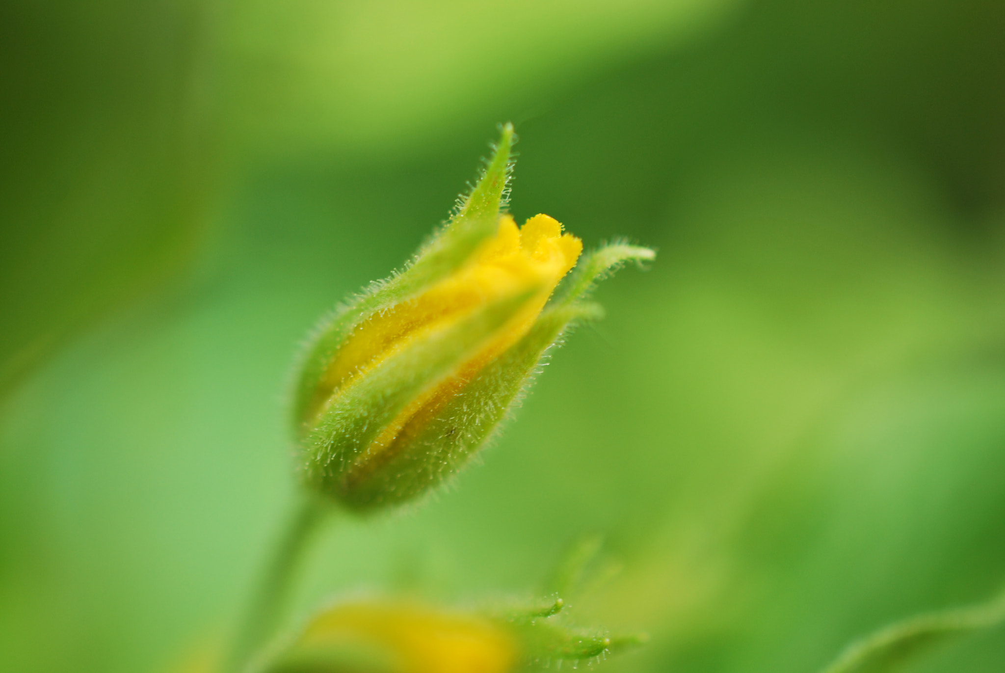 Nikon D60 + Nikon AF-S DX Micro Nikkor 40mm F2.8 sample photo. Flower photography