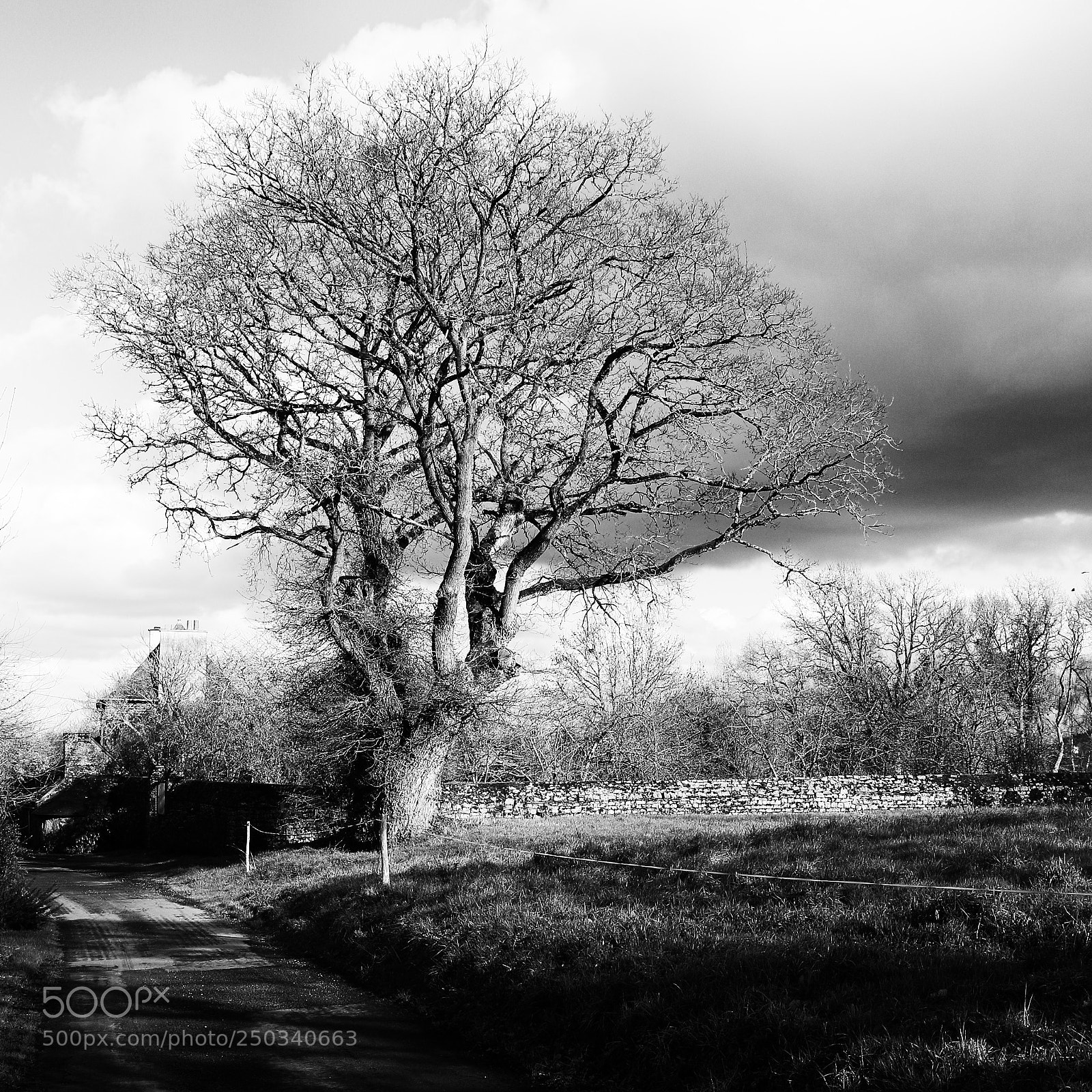 Canon EOS 70D sample photo. Tree photography