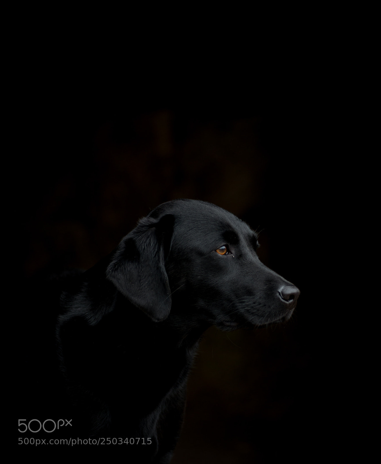 Nikon D800 sample photo. Wistful thinking photography