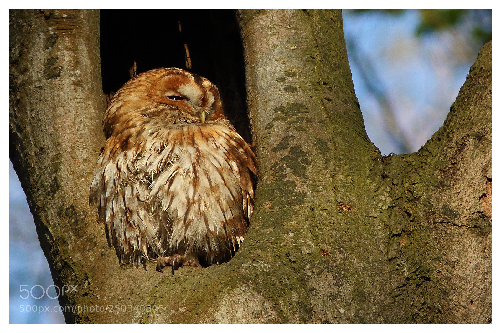 Canon EOS 7D Mark II sample photo. Tawny owl photography