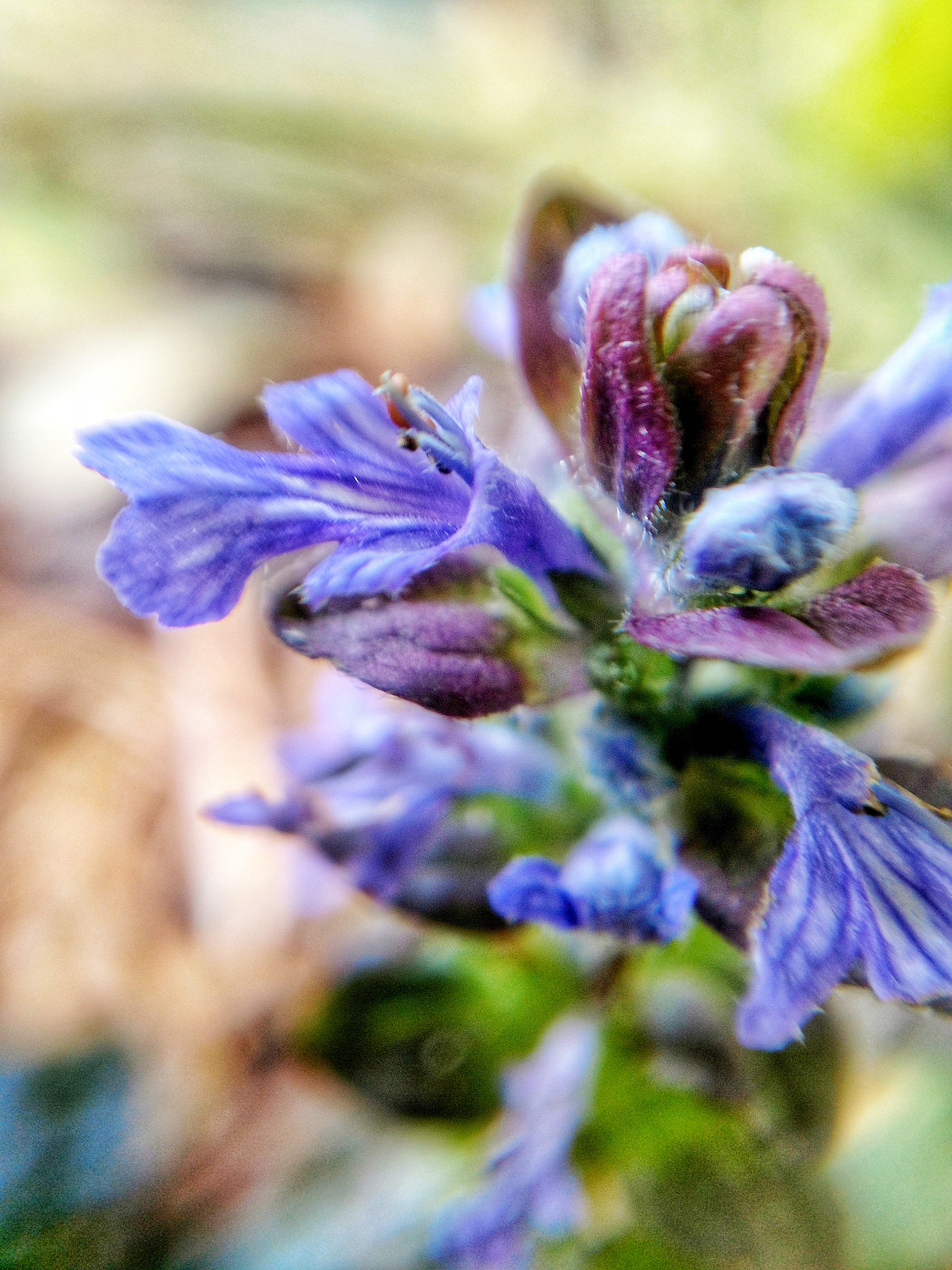 Motorola XT1650 sample photo. Ajuga reptans photography