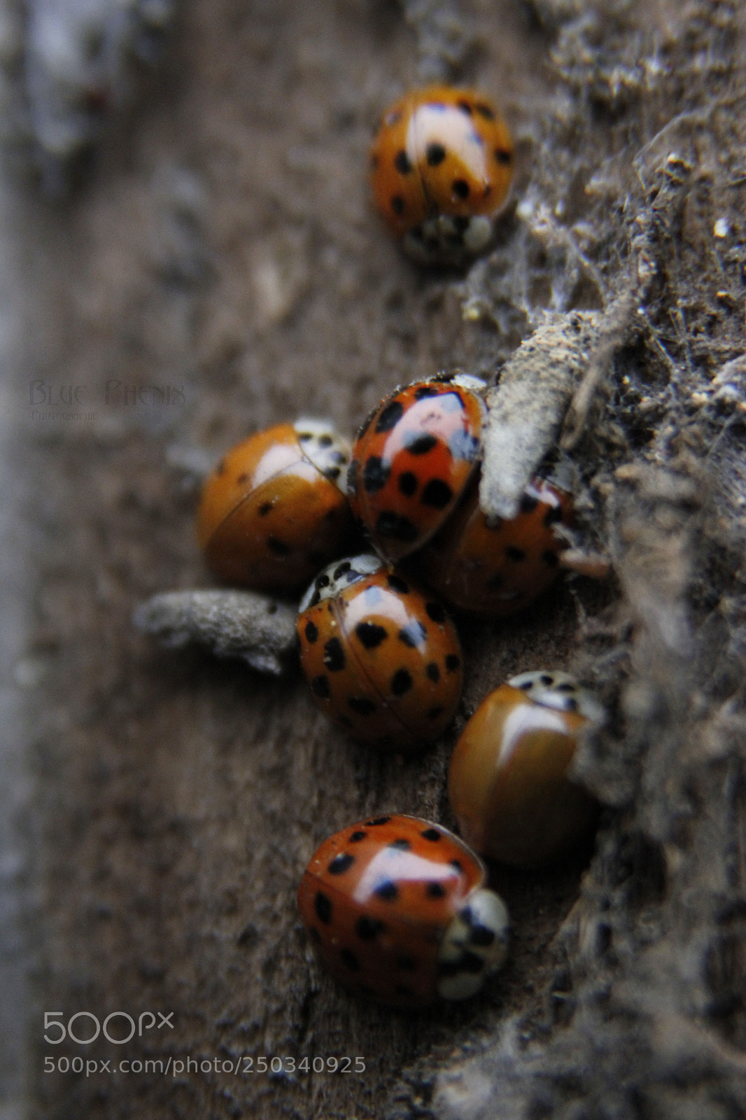 Canon EOS 550D (EOS Rebel T2i / EOS Kiss X4) sample photo. Asian ladybug photography