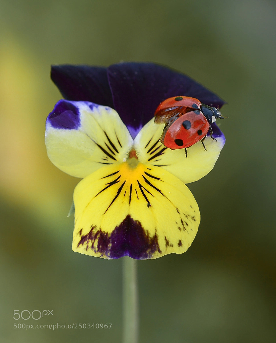 Nikon D7100 sample photo. Ladybug photography