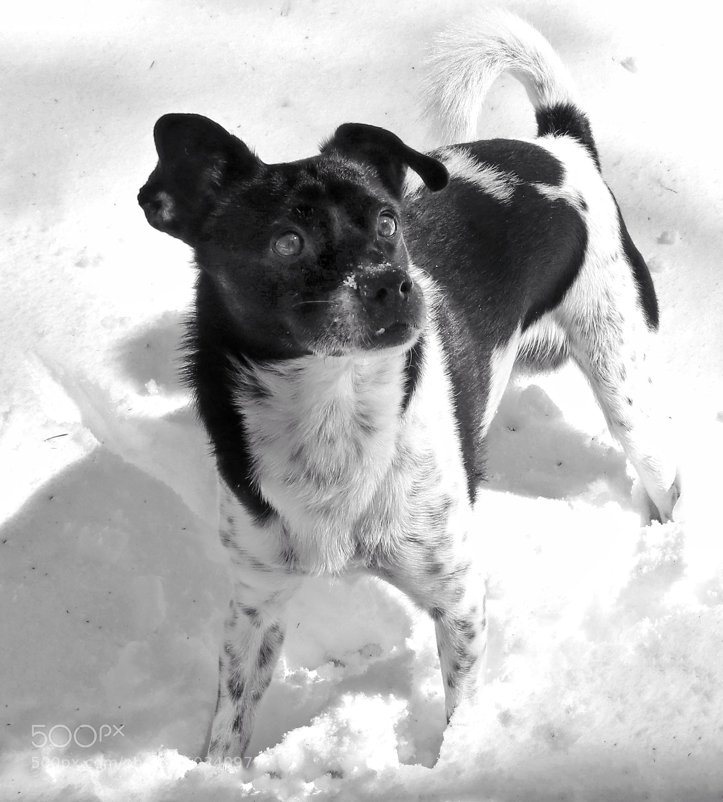 Canon EOS 80D sample photo. "doggie at snow" photography
