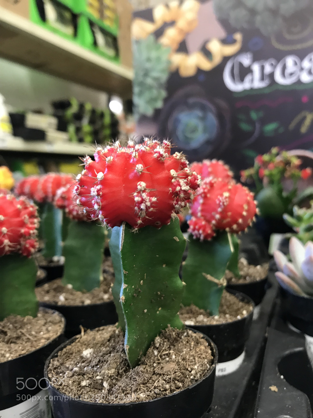 Apple iPhone 7 sample photo. Grafted moon cactus photography