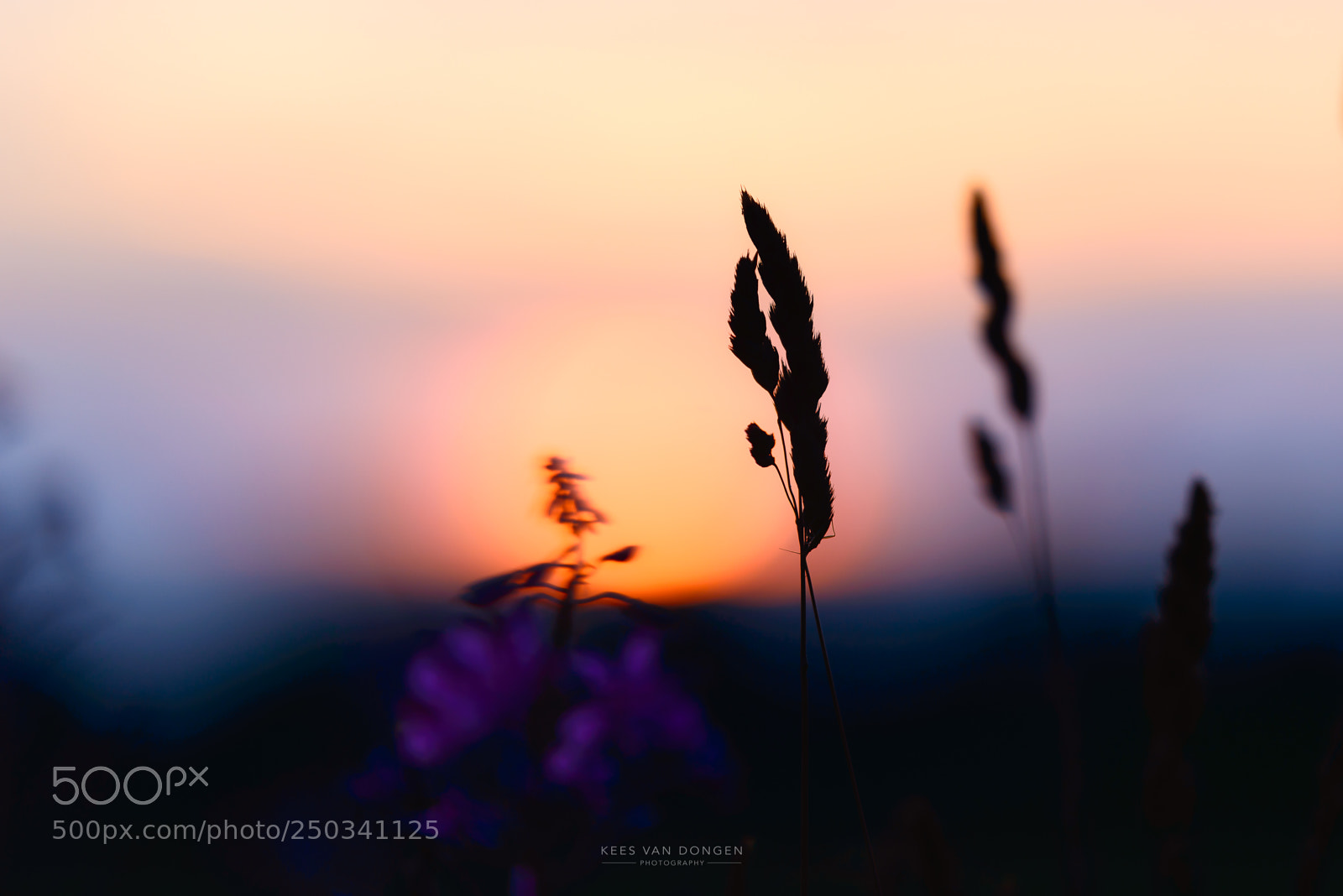 Nikon D800 sample photo. Blue hour photography