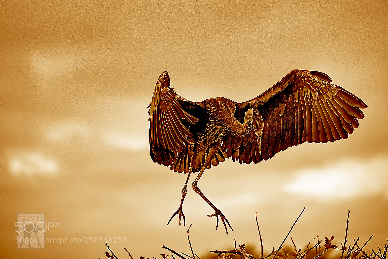 Nikon D810 sample photo. Fledge 1704 photography
