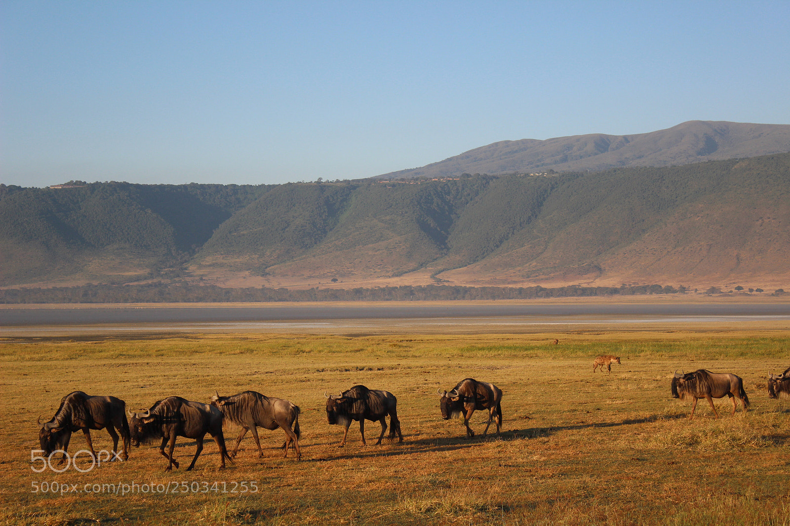 Canon EOS 600D (Rebel EOS T3i / EOS Kiss X5) sample photo. Wildebeest trek the ngorongoro photography