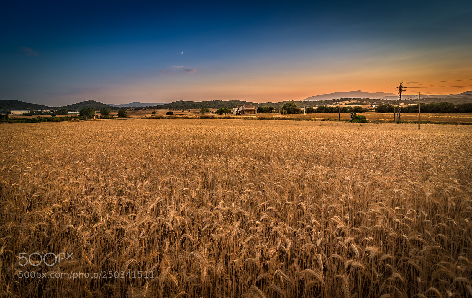 Nikon D800 sample photo. Fields of gold ii photography