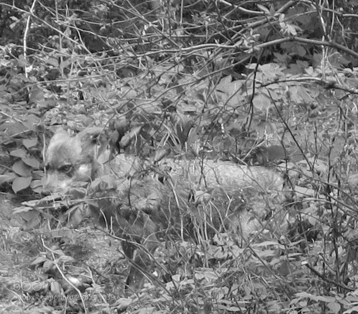 Canon PowerShot G16 sample photo. Young wolf bavaria photography