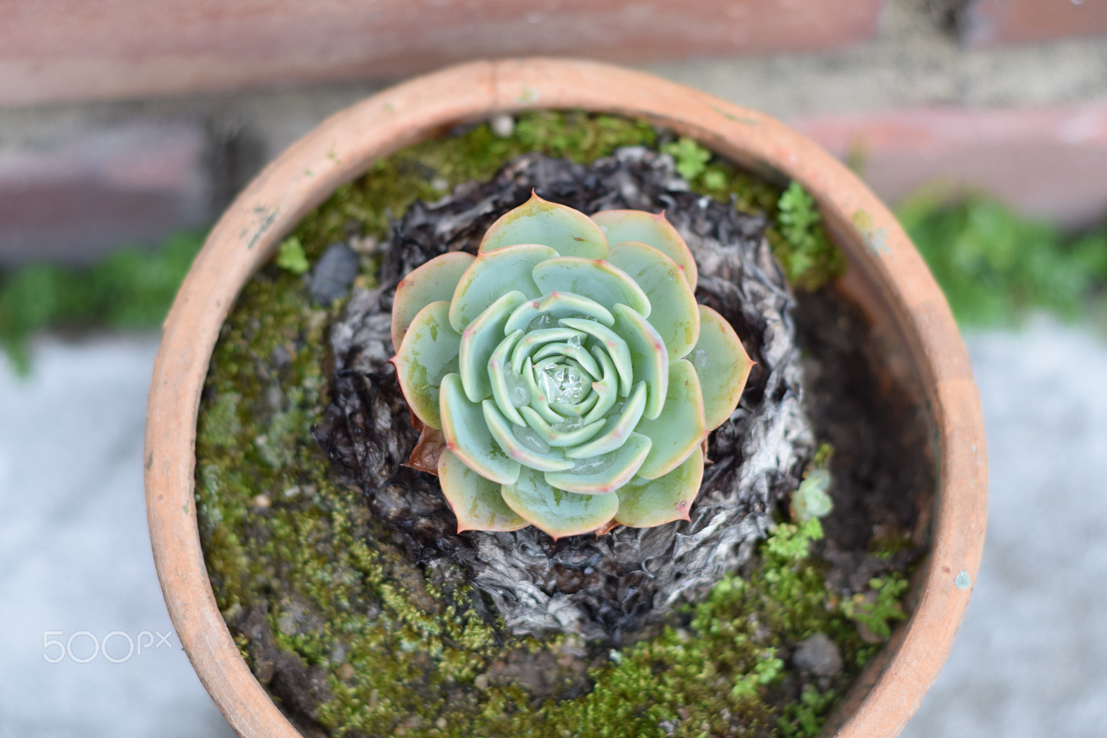 Nikon D5300 + Nikon AF Nikkor 50mm F1.8D sample photo. Flor photography