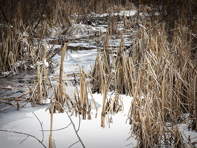 Olympus OM-D E-M1 Mark II sample photo. Winter marsh photography