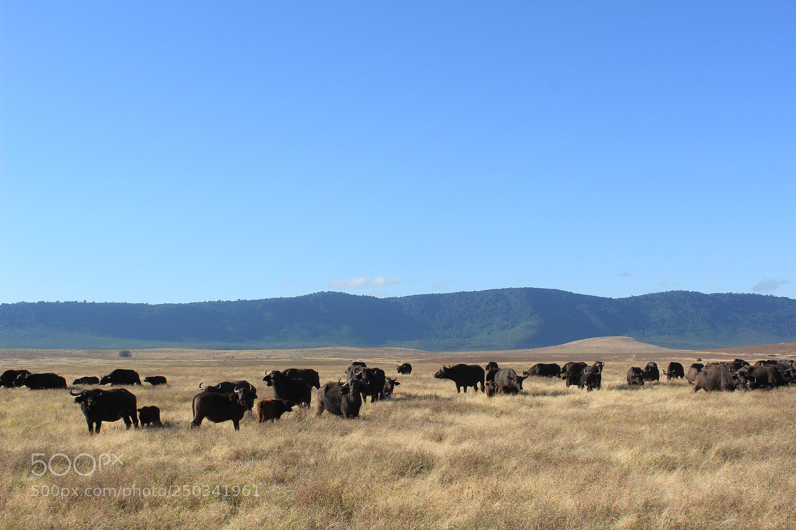 Canon EOS 600D (Rebel EOS T3i / EOS Kiss X5) sample photo. Roaming buffalo photography