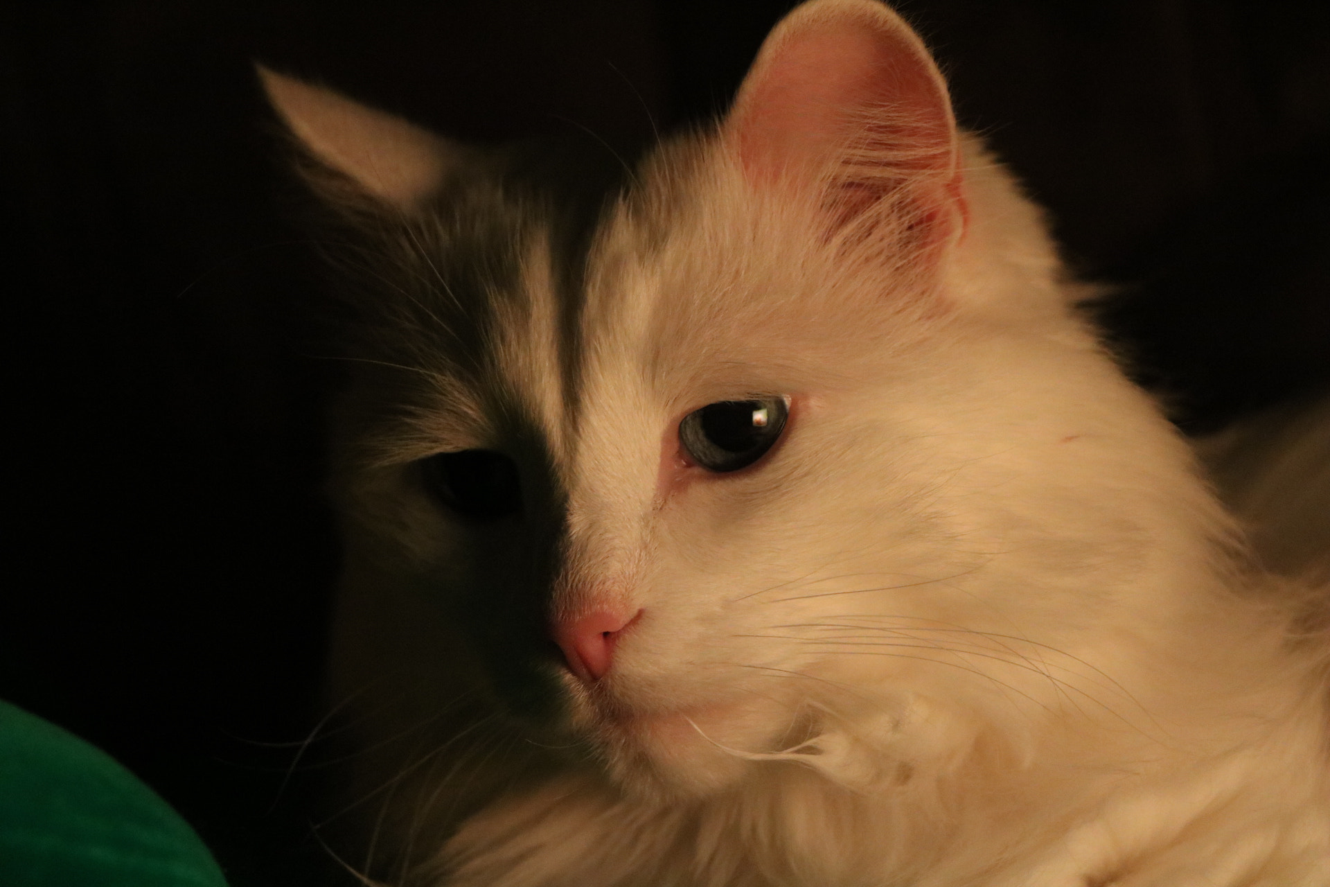 Canon EOS 760D (EOS Rebel T6s / EOS 8000D) sample photo. My pensive cat. photography