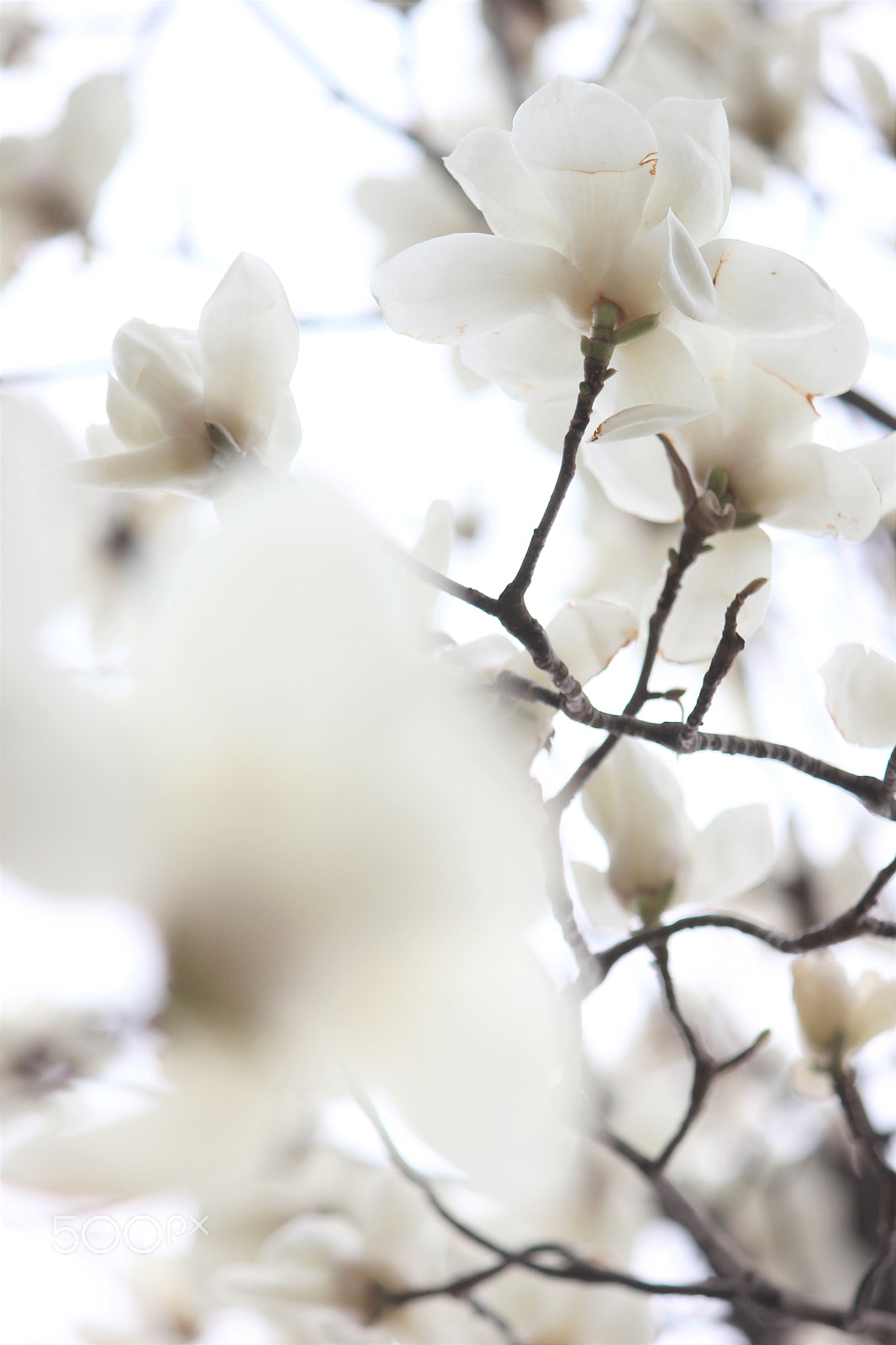 Canon EF-S 55-250mm F4-5.6 IS II sample photo. Full bloom photography