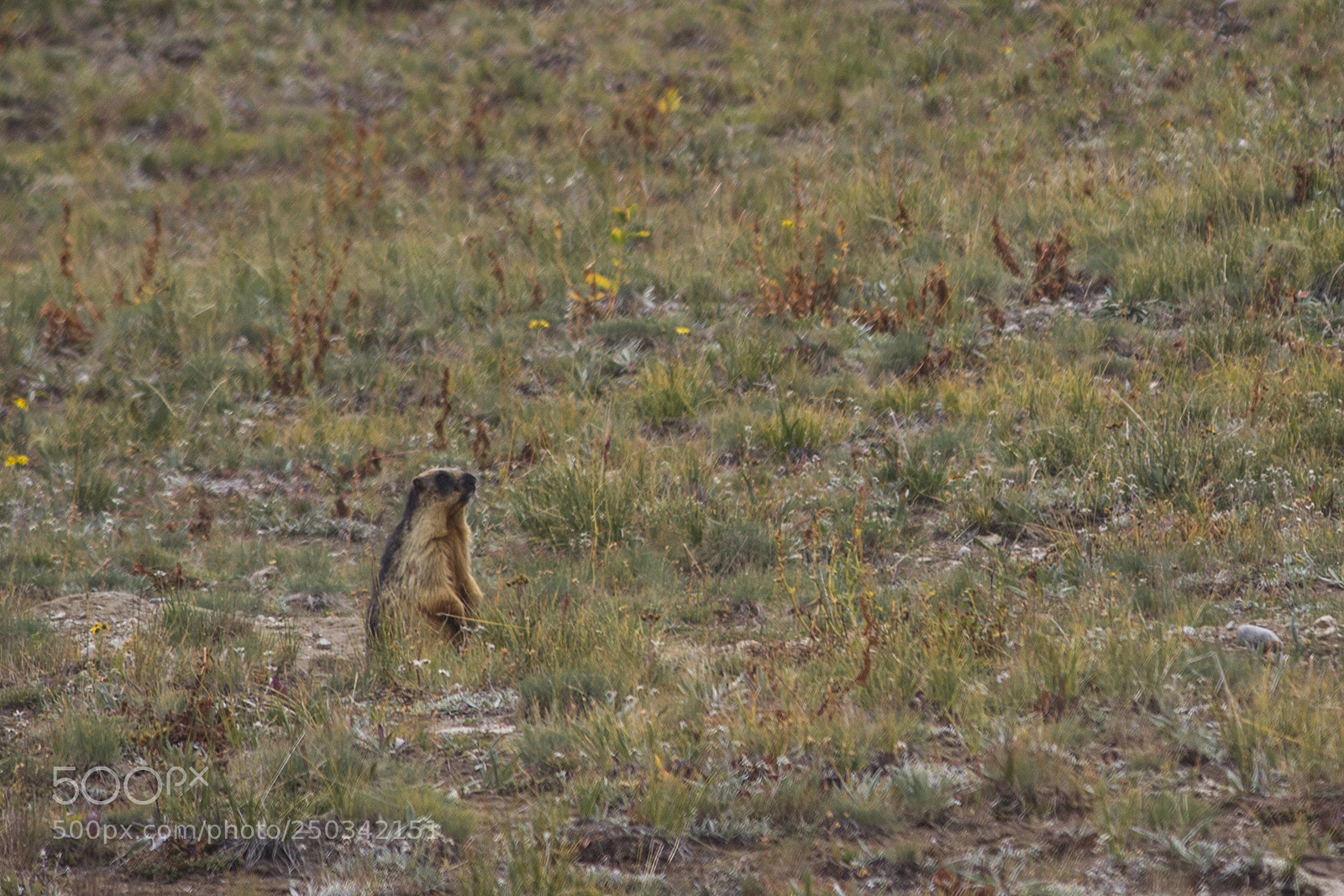 Canon EOS 600D (Rebel EOS T3i / EOS Kiss X5) sample photo. You there? photography